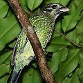 Spotted Catbird<br />Canon EOS 6D + EF400 F5.6L + SPEEDLITE 580EXII + Better Beamer